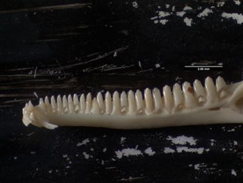 Media type: image;   Herpetology R-137300